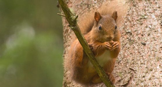 VisitCowal's tweet photo. #Cowal is known as the Seaboard Gateway to Loch Lomond &amp; The Trossachs National Park. Rich in #birdlife &amp; #wildlife
https://t.co/xzUDyOytFd https://t.co/lz4W0WKPUH