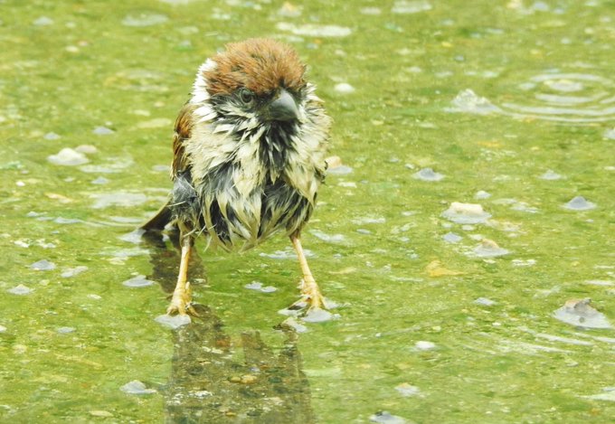 スズメのtwitterイラスト検索結果 古い順 スズメのtwitterイラスト検索結果 古い順