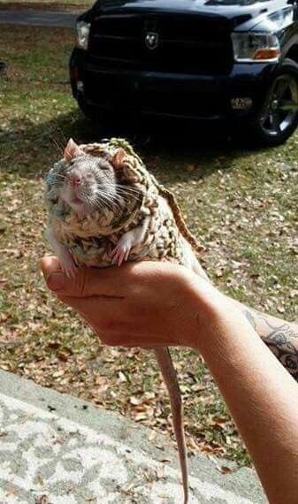 The look on his face 😂 #rats #cuterats