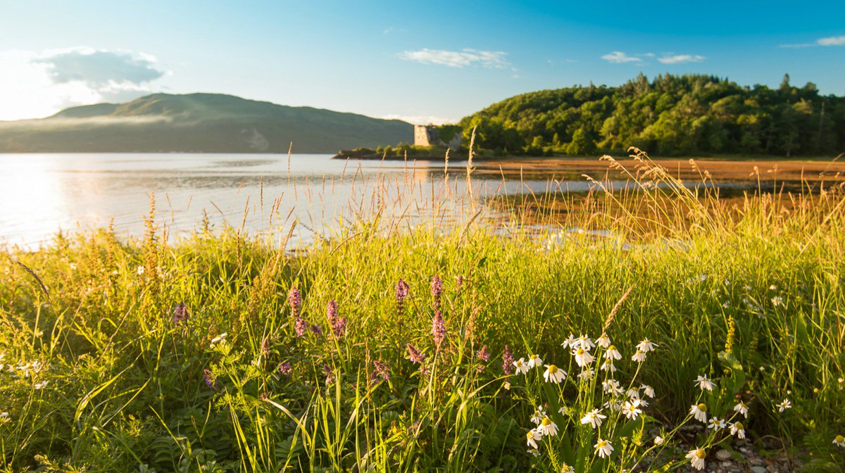 Summer at Lachlan Bay #visitcowal #visitscotland #secretcoast #wildaboutArgyll #coastal #castles #scotland #castlelachlan #thingstodo