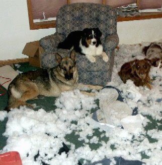 SWareHotDogs's tweet image. When you make a mess it's always best to lay in it.