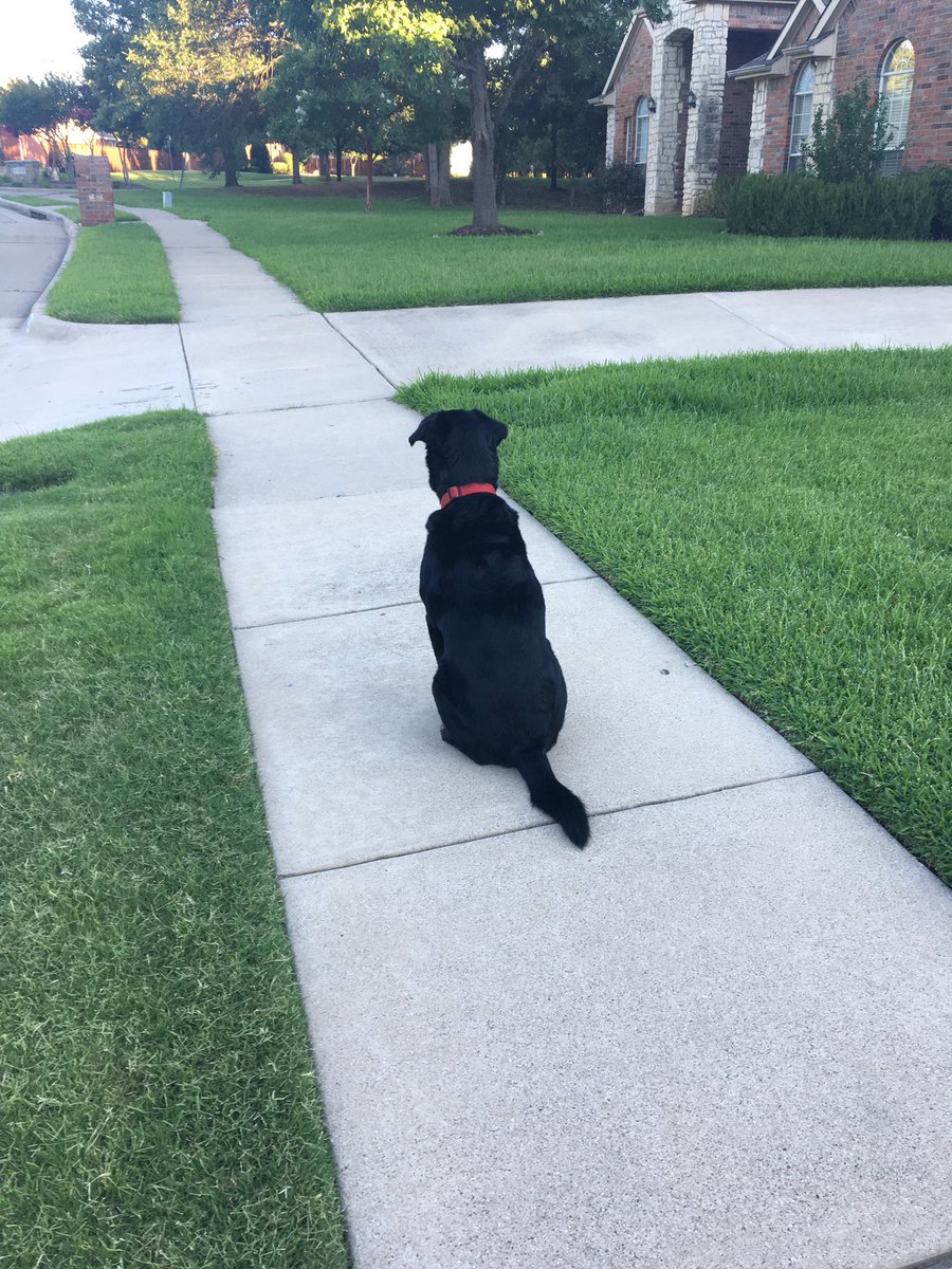 lynee_elliott's tweet photo. My dog knows what time his best friend goes for walks so he goes outside to wait for him https://t.co/j37OfmQVNq