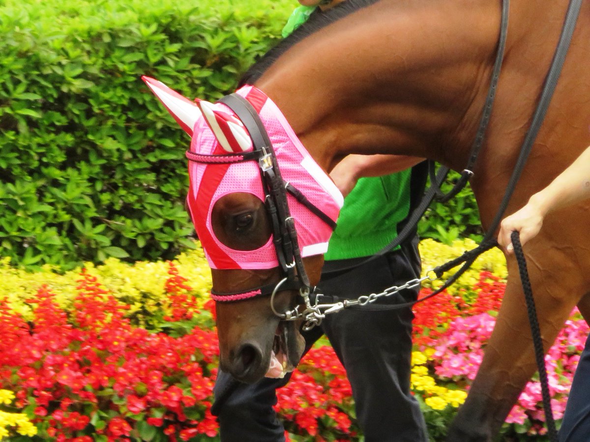ট ইট র トサミドリ 東京競馬場 東京1r ピーナッツバター こないだ思わずパンに塗りたくなるようなお馬さんが走っていました オレンジ帽になったのも名前に合わせてでしょうか ট ইট র トサミドリ 東京競馬場 東京1r ピーナッツバター こないだ思わずパンに塗りたくなるようなお馬さんが走っていました オレンジ帽になったのも名前に合わせてでしょうか