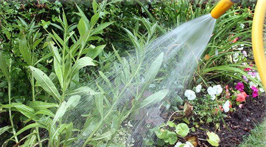 The best time to water the garden in Summer is in the early morning or in the evening when it is cooler #Gardening #Tips #Summer
