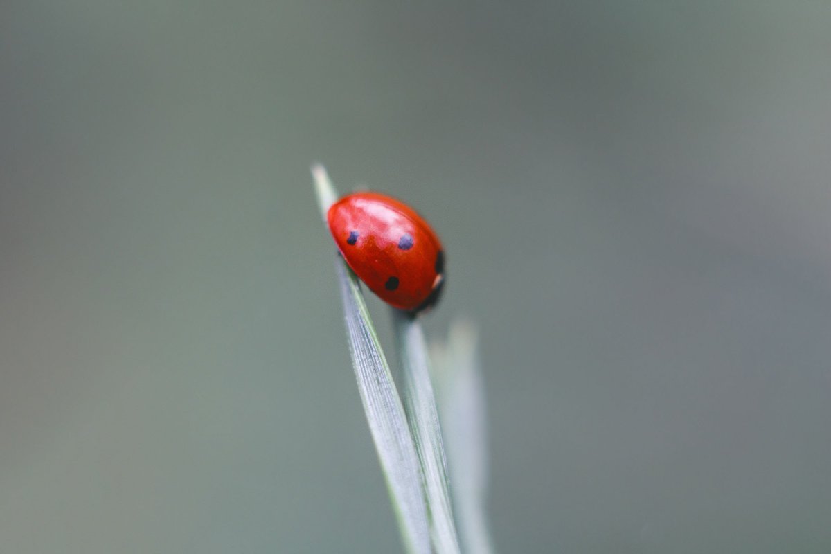 Design Lessons from Evolutionary Biology dlvr.it/PNzT27