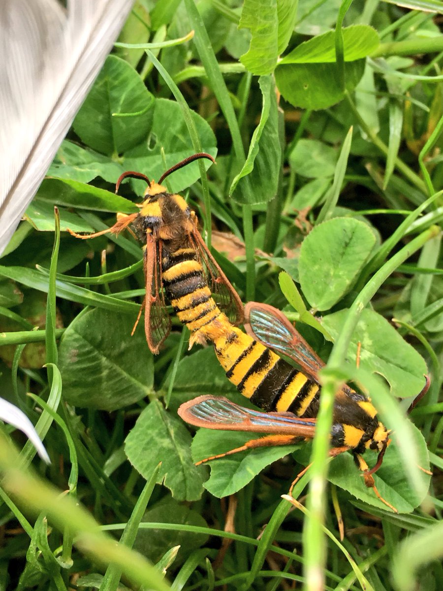 MarieThorsted's tweet photo. #nature was all about #love today. #loveisintheair #thebirdsandthebees #schooltrip https://t.co/XzKTrfxPHL