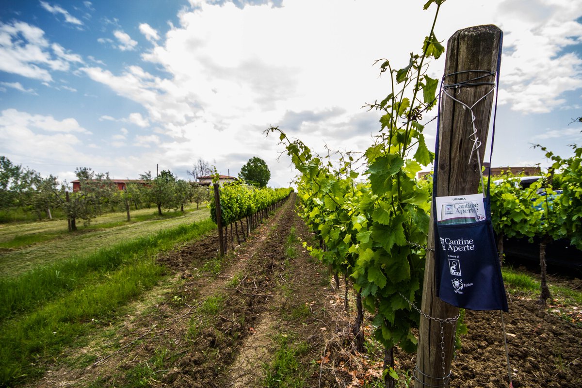 MTV_Italia's tweet photo. Cosa ha voluto dire #CantineAperte2017 in Umbria? L'articolo segnalatoci dal nostro partner @EcoStampa 
https://t.co/VPMRsMWvDr https://t.co/iYGsVwndrh