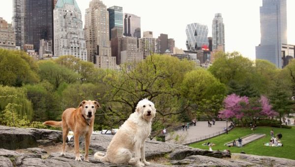 SWareHotDogs's tweet image. 🏙🏙🏙