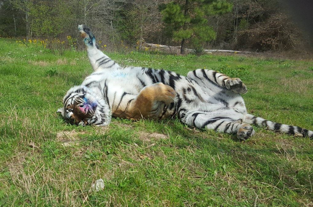 humaneworldorg's tweet photo. When you get home &amp; can finally be yourself... https://t.co/JaGAKUi9g3
