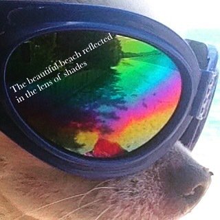 patchi_0617thx's tweet photo. .
The beautiful beach reflected in the lens of shades.
.
#shades #sunglass #sunglassesdog #beach #beachdog #chihua… https://t.co/gcM5quHjhc https://t.co/Ok2NCeCpva