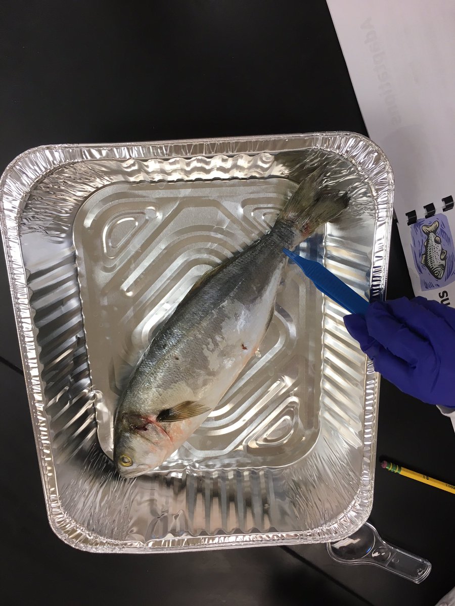 MsSco39's tweet photo. Adaptations STEM camp day 3!! Dead Chesapeake fish fun!! #lcpsstem #lcps2017 https://t.co/RkxUhbdWks