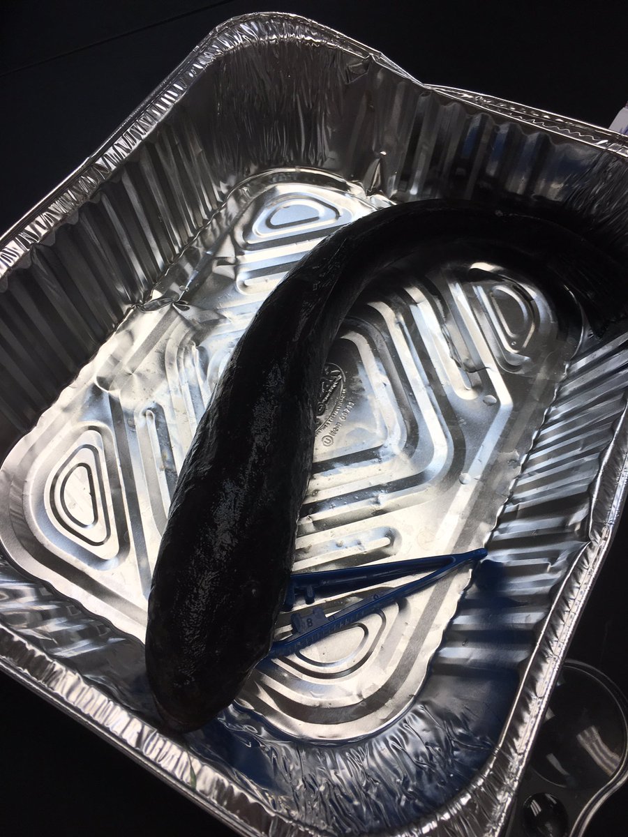 MsSco39's tweet photo. Adaptations STEM camp day 3!! Dead Chesapeake fish fun!! #lcpsstem #lcps2017 https://t.co/RkxUhbdWks