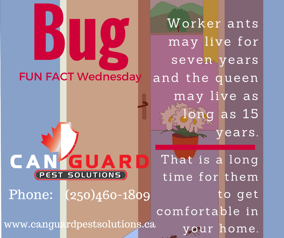 CanGuardPest's tweet photo. We love #BugFacts #PentictonBC #PestContolBC #CanGuard #YourPestControl #PestSolutionsBC https://t.co/leyJ0bYUPR https://t.co/qUwYFvnX2v