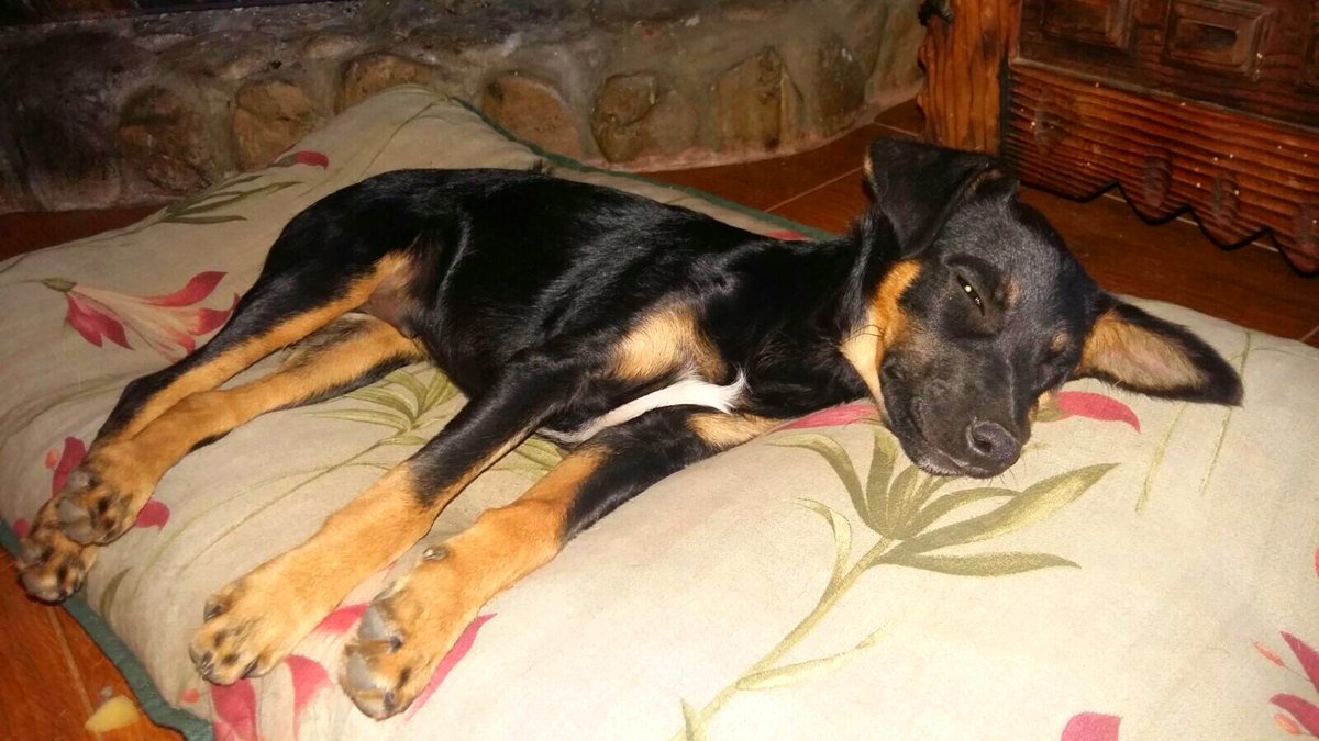 OLIVER.X Pincher 5kg.De adulto mediano.De 02/17.Esta en Chiclana.OK con perro,gato y niño.Contacto maskeperros.es o contacto@maskeperros.es