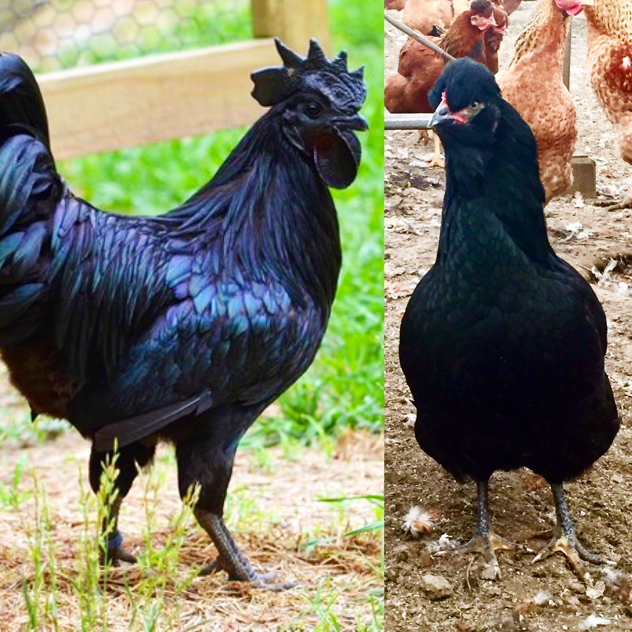 黒いニワトリ 黒いニワトリ ニワトリ ぬいぐるみ 鶏 黒 人形 リアル TST 太洋