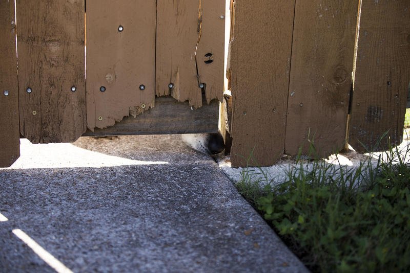 tvtjournal's tweet photo. Keep alert...Another Dog In Texas Tests Positive For Canine Flu - https://t.co/UxmiZB1t1e https://t.co/LazwFieKmA
