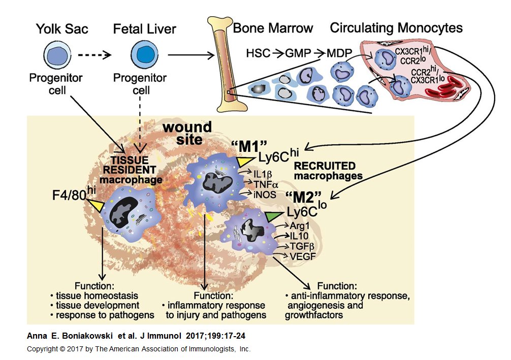 New #BriefReview from <a href="/BTBKGMD/">Katherine Gallagher</a>: #Macrophage-mediated #inflammation in wound healing ow.ly/DtHk30cM7Tk #immunology #ReadTheJI