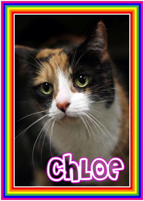 philafelines's tweet photo. In memory of CHLOEπ
06/12/2017. Too good for a world where no one would give you a chance. I'm sorry that we failed you. Run Free. πβ€οΈ https://t.co/2fXC7q3AnI