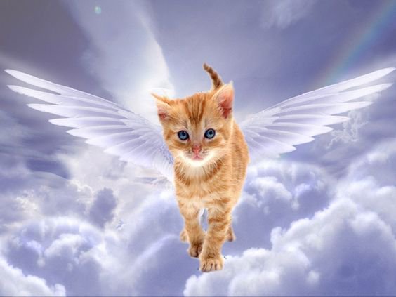 philafelines's tweet photo. In memory of CHLOEπ
06/12/2017. Too good for a world where no one would give you a chance. I'm sorry that we failed you. Run Free. πβ€οΈ https://t.co/2fXC7q3AnI