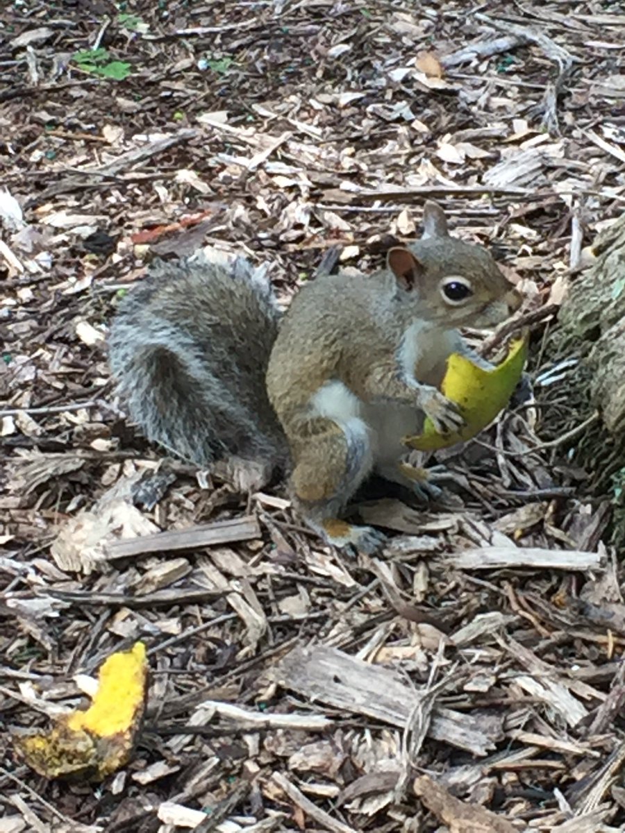 The squirrels couldn't wait for the 25th Mango Festival (July 1-2) to eat mangoes. Join them <a href="/FairchildGarden/">Fairchild Garden</a> next weekend..