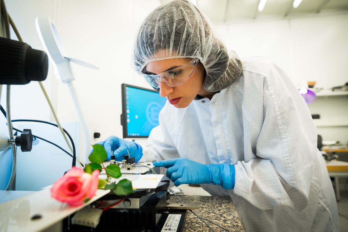 MyBioTechniques's tweet photo. Researchers @LOE_at_LiU created #ePlants capable of #EnergyStorage & charging small sensors. https://t.co/A3A7F8eBVc https://t.co/p9c4WS7vea