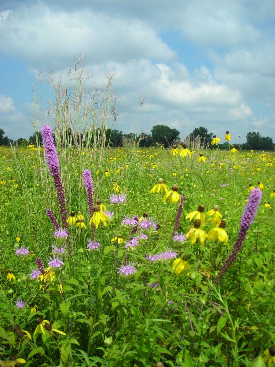 Pollinator gardens are a great way to support native pollinators any they provide beautiful spaces for people too! #pollinatorweek