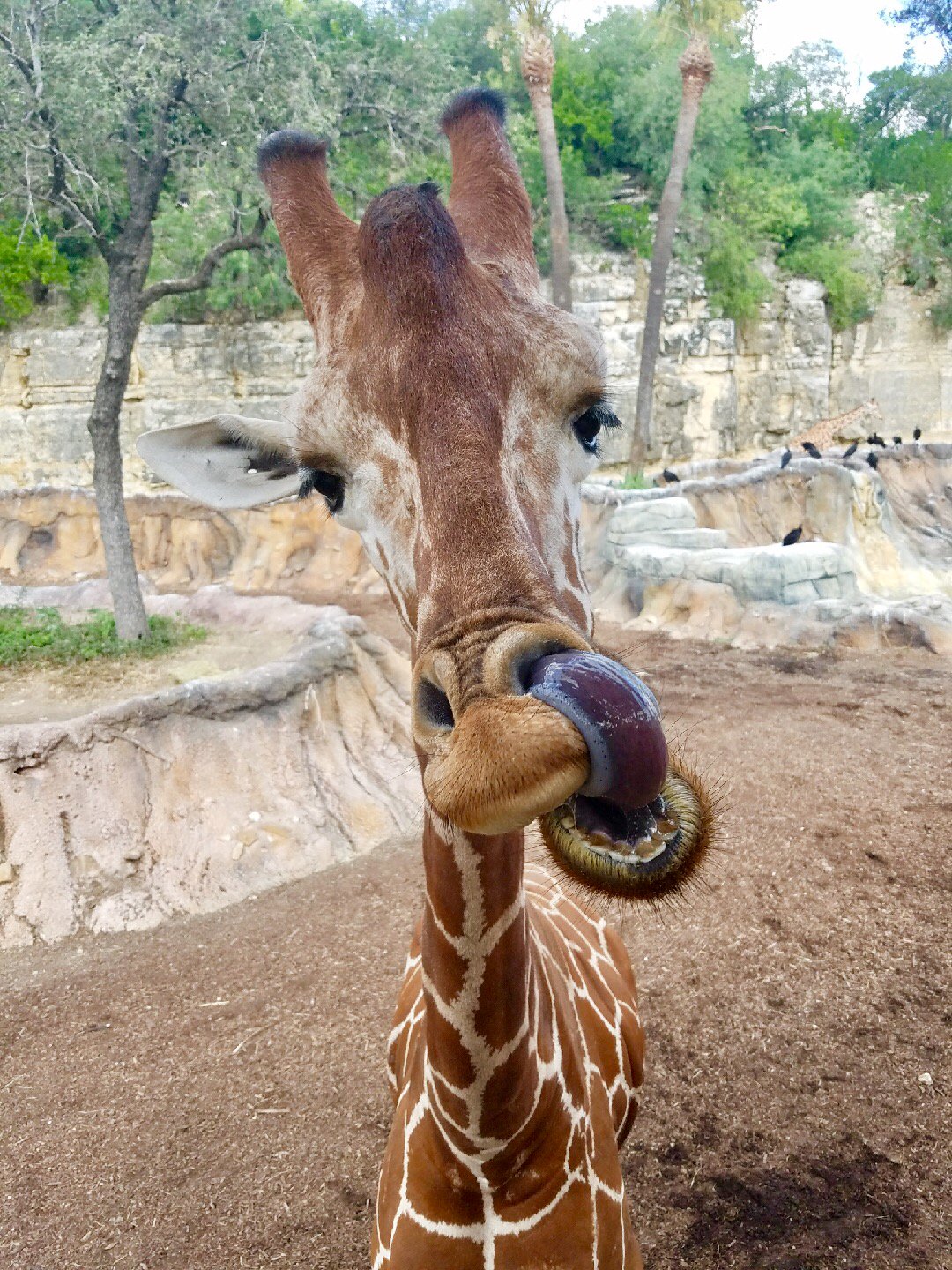San Antonio Zoological Society Happy World Giraffe Day Come Celebrate With Us Giraffe Worldgiraffeday Sazoo Sanantoniozoo T Co Yrzulw075f Twitter