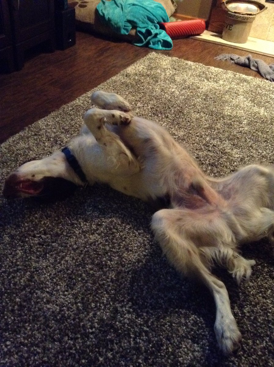 just2dogs's tweet photo. You do you.
#ThugLife #BrittanySpaniel #DogsDoingDogThings https://t.co/BzBvukymH7