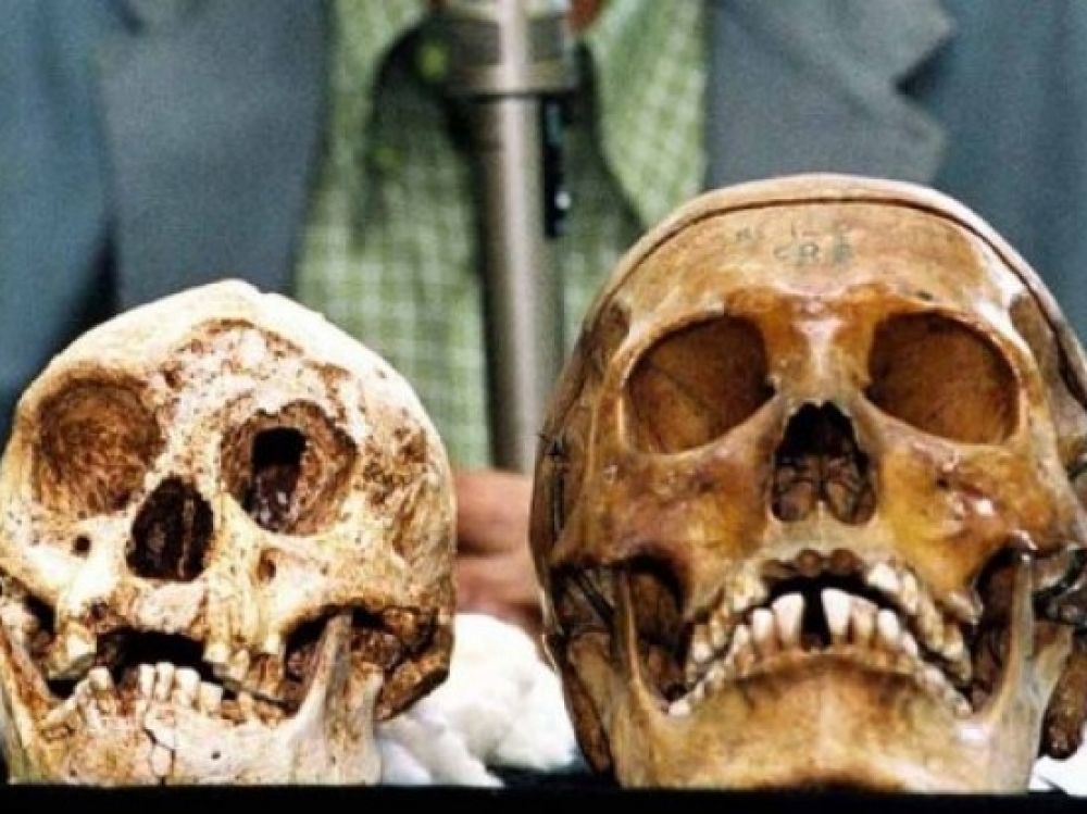 ScienceCQFD's tweet photo. 11/05 > #HomoFloresiensis : un tout petit homo primitif venu d'#Afrique, pas un "nain insulaire" https://t.co/QZEFI1VTlO v/@Sciences_Avenir https://t.co/u5B6G7McpK