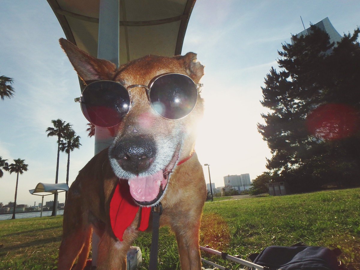 サングラス犬