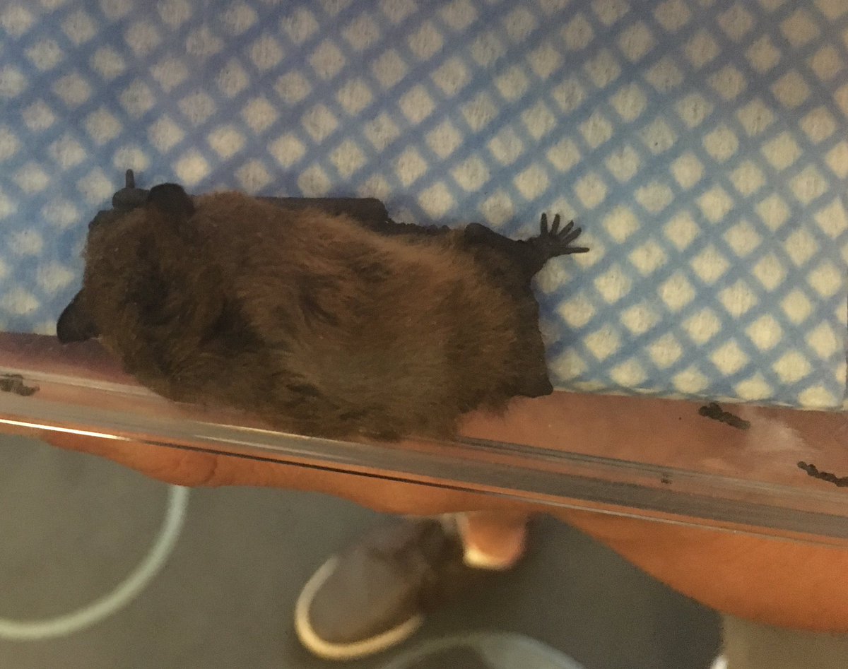 We brought along some very special guests. Big thank you to <a href="/cardiffbatgroup/">Cardiff Bat Group</a> for bringing the tiny squeaky pipistrelle bat. #SpeciesChampion