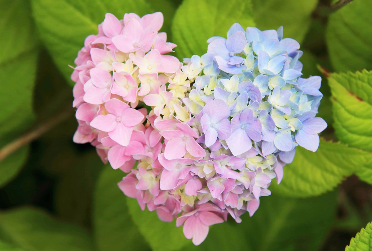 上 紫陽花 ハート 待ち受け 紫陽花 ハート 待ち受け