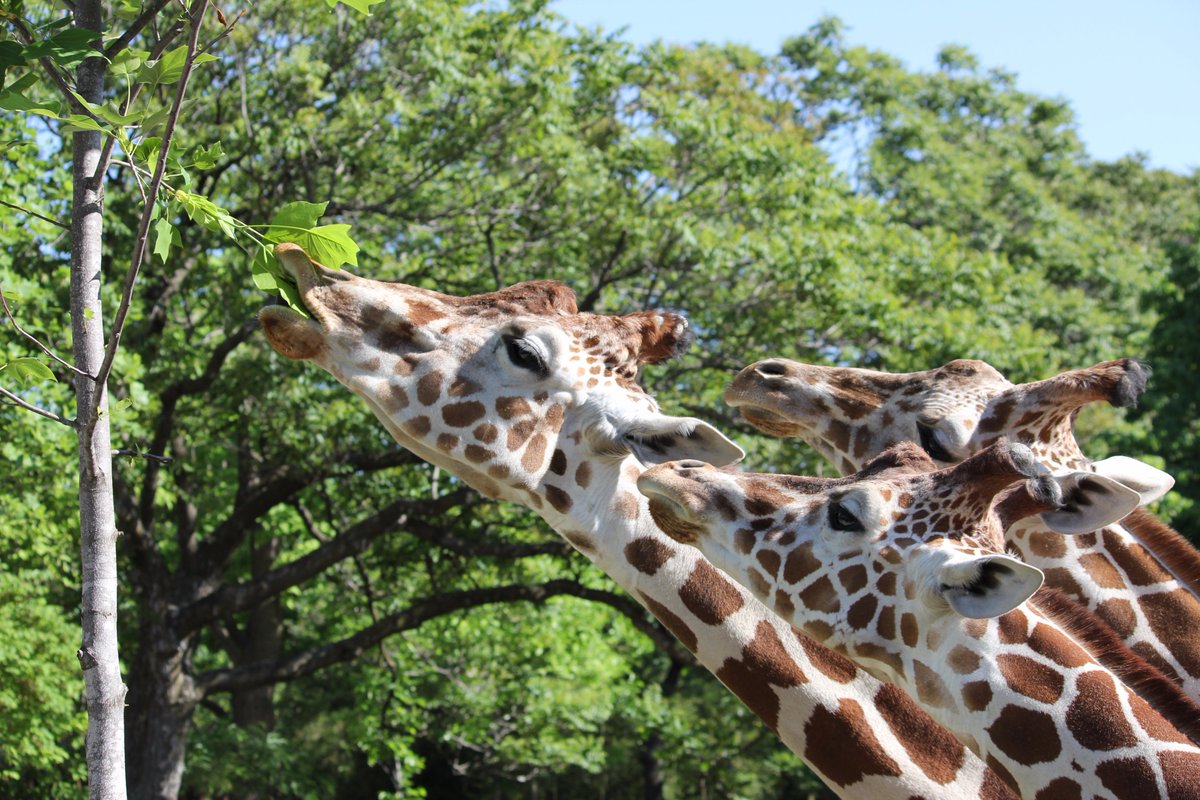 stlzoo's tweet photo. Happy #WorldGiraffeDay! Come meet Sukari, Lily, &amp; Ella in Red Rocks from 1-4 p.m. today for a special World Giraffe Day celebration! https://t.co/UJYWrLSxSx