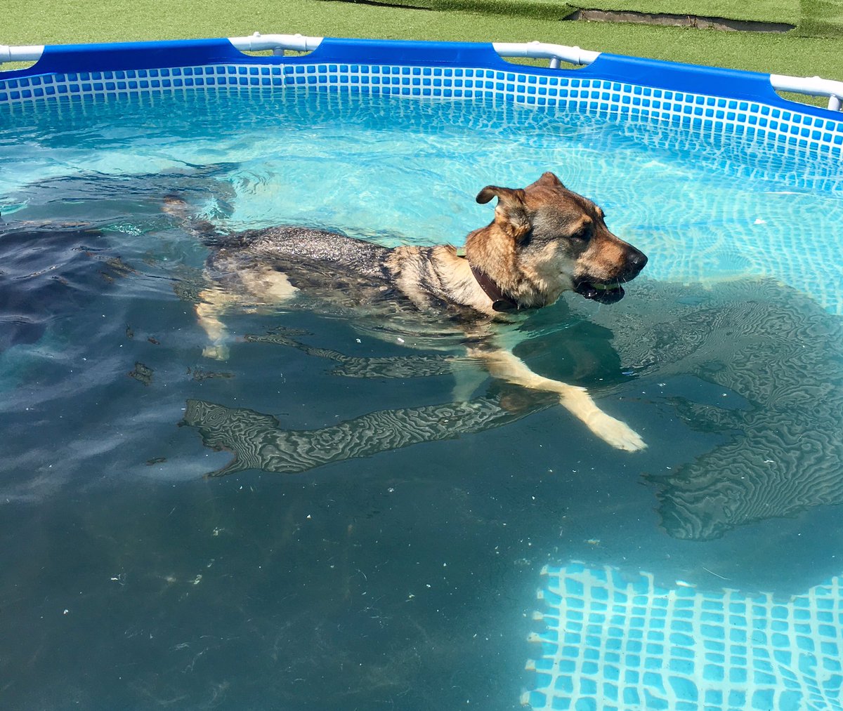 LoobyLoo1979's tweet photo. @ActionPetzNewpo Bella and Meg loved their first visit to you today. Bella would still be in the pool if she had her way! #soggydoggy https://t.co/MVPwUhs82g