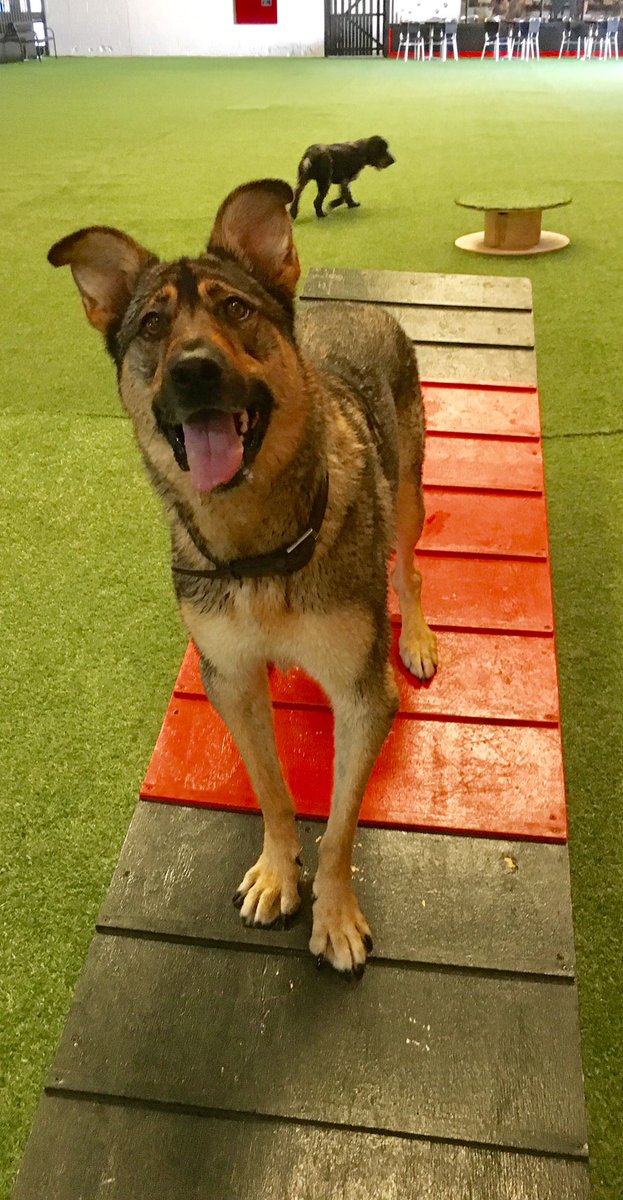 LoobyLoo1979's tweet photo. @ActionPetzNewpo Bella and Meg loved their first visit to you today. Bella would still be in the pool if she had her way! #soggydoggy https://t.co/MVPwUhs82g