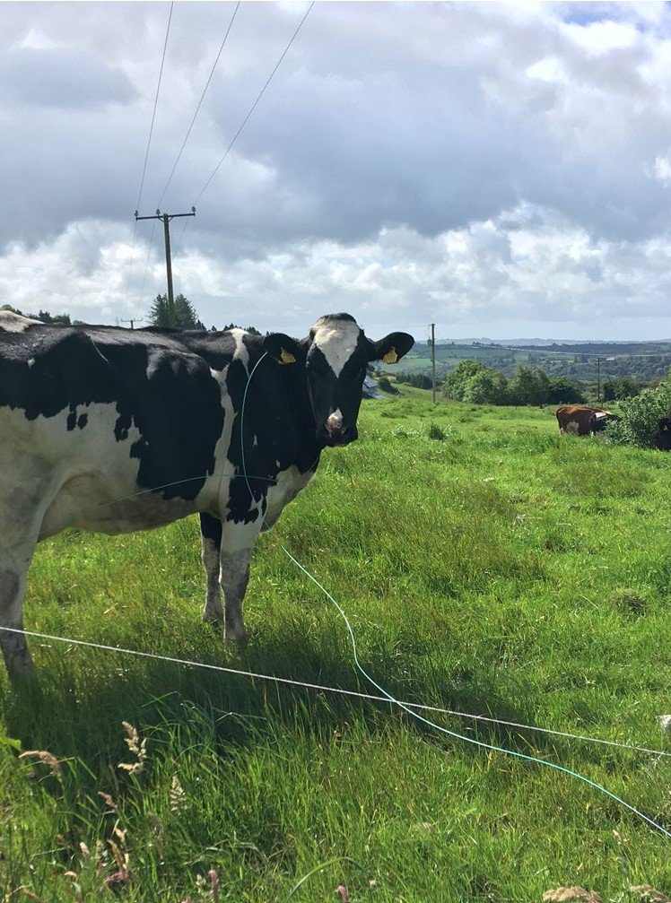 Great work from our patrollers in West Cork who helped this cow which had an electric wire tangled around her neck #TLIGroup #helpinganimals