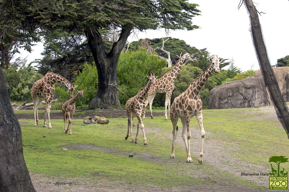 San Francisco Zoo & Gardens tweet media