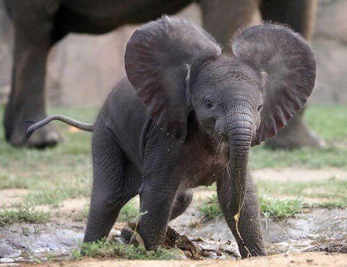 shopivoryella's tweet photo. What's cuter than a baby elephant 🐘☺️😍? https://t.co/tdHmhg501S