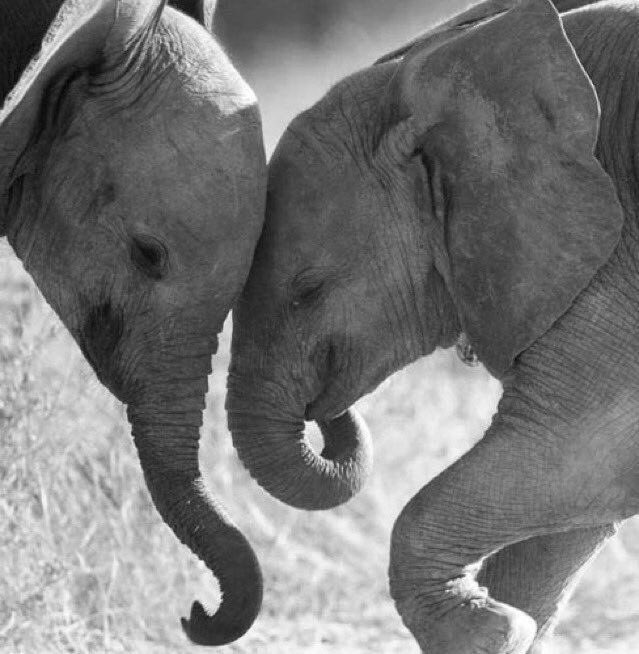 shopivoryella's tweet photo. What's cuter than a baby elephant 🐘☺️😍? https://t.co/tdHmhg501S