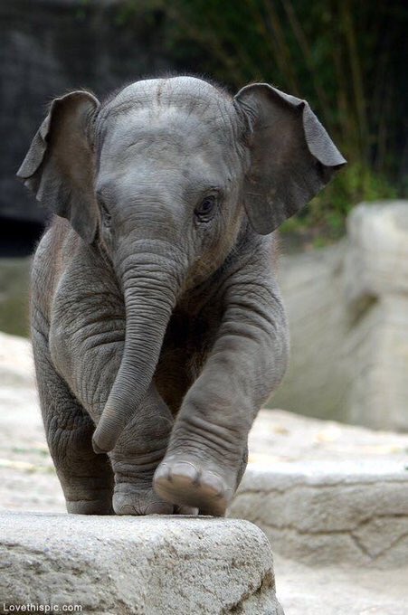 shopivoryella's tweet photo. What's cuter than a baby elephant 🐘☺️😍? https://t.co/tdHmhg501S