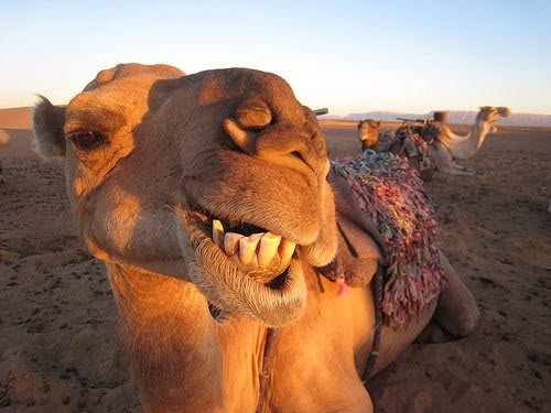 smiling camel