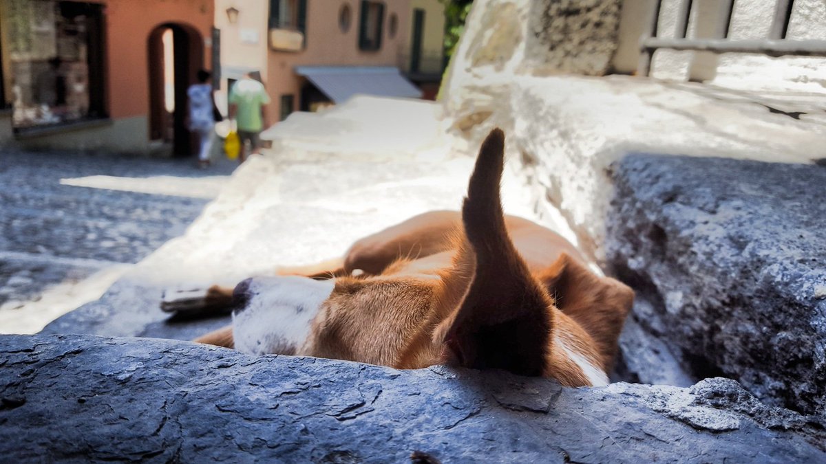 7density's tweet image. Nothing like an afternoon nap on the busy side streets of #Bellagio in #LakeComo #Italy #adogslife @ElsenburgWine @IanNaude