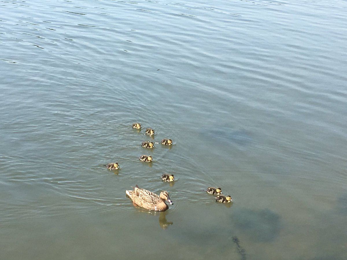 What a lovely spot St Peters Pond is on a day like today, even spotted mother duck and her little ducklings 🐥🐣🦆🦆 @EmsworthRes <a href="/EmsworthLife/">Emsworth Life</a>