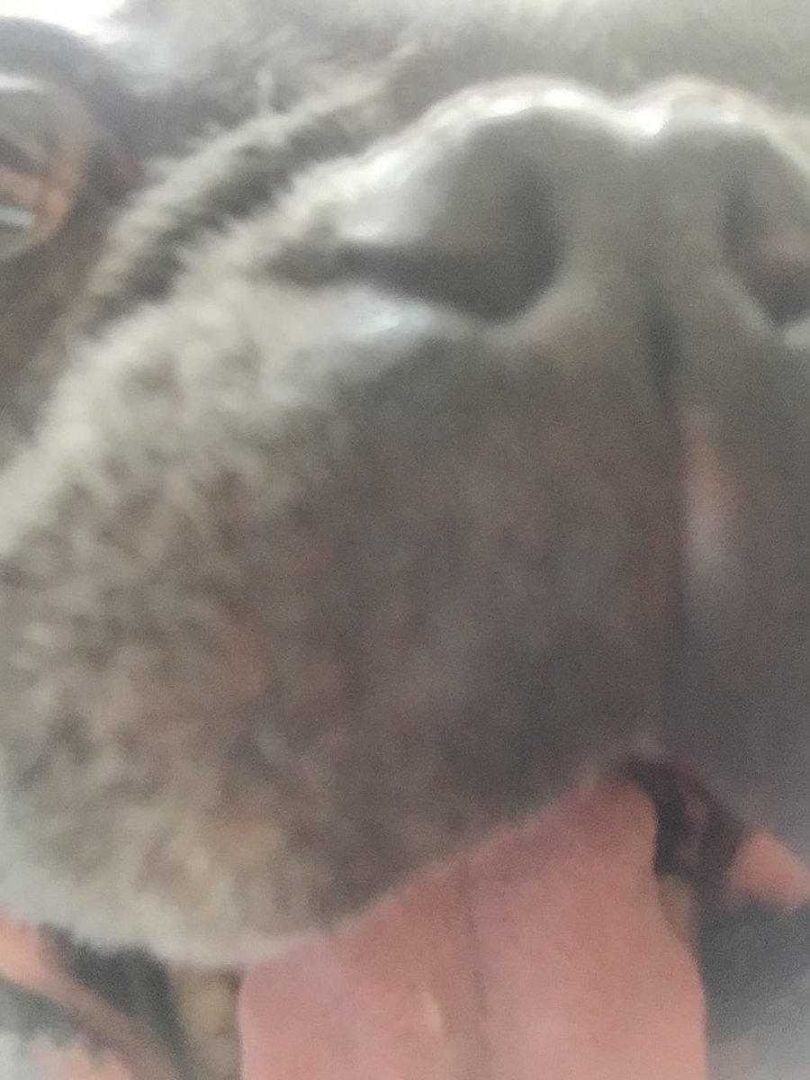 SmokeyYeley1's tweet photo. Happy National Selfie day!!! Having issues with extreme closeups!! #petselfieday https://t.co/eAnOLGjkZm