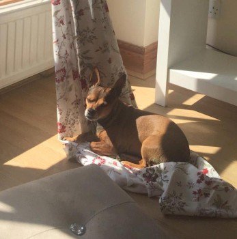 millypod1's tweet photo. TINI HOME SAFE. THANKS FOR RT's ππ
LAST SEEN Oundle towards Corby #A427 Benefield Road #NN14
#Oundle #PE8 https://t.co/WBLiXlicqN https://t.co/1RdctCa48V