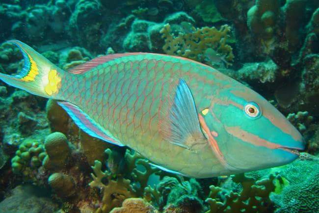 karlaemely2's tweet photo. #yonocomoPezLoro Foto por José Alejandro Álvarez.#ReefCheckDR #PezLoro https://t.co/Z1Y4VwSb5N