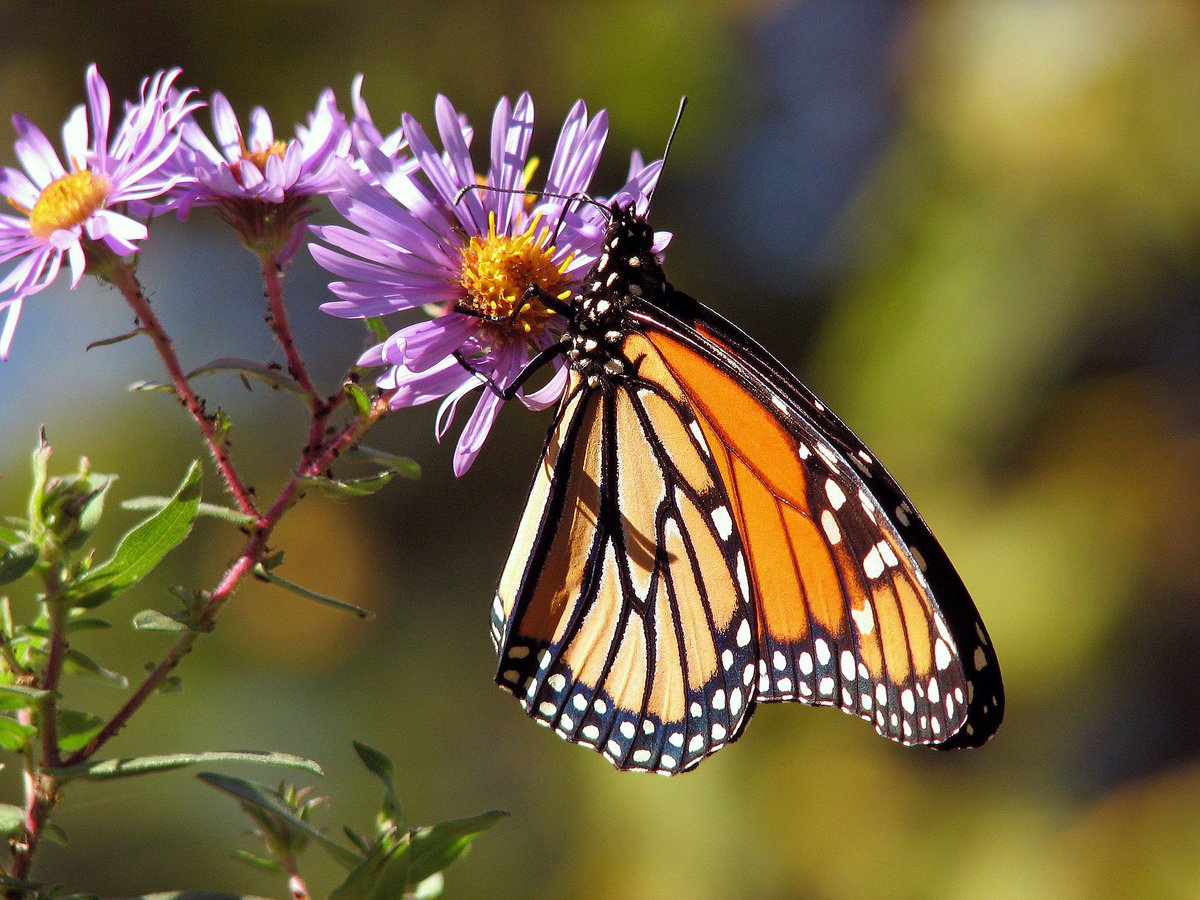 Mark_Grimes's tweet photo. Can you bee-lieve? It's officially National Pollinator Week in #CityofTO - great time to visit the butterfly habitat in #HumberBayPark ! https://t.co/jA5n9a1MX8