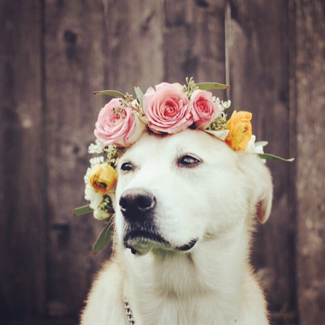 Summer Solstice - Peace, Love and Light..

#SummerSolstice #Stonehenge #hottestdayoftheyear #Keepcool #dontleavedogsinhotcars