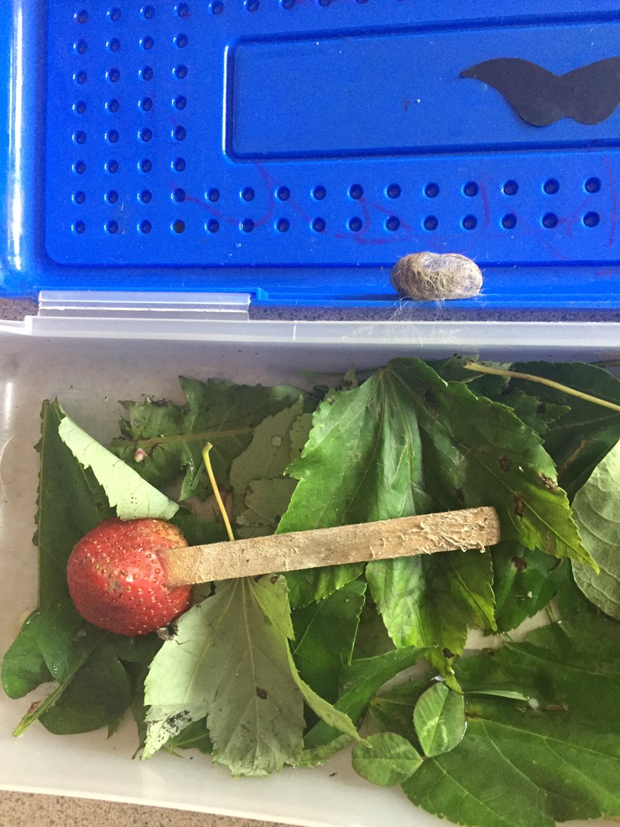 A student made a home in his pencil box for a caterpillar and came in today to find a chrysalis! <a href="/rcgarnett/">R.C. Garnett School</a> #Think35