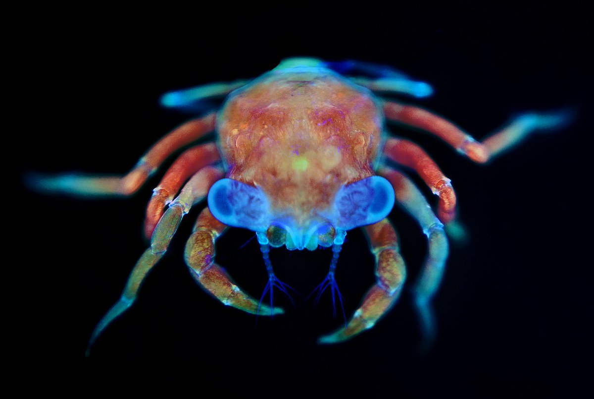 the_Node's tweet photo. Delighted to announce winner of our latest @MBLScience @Dev_journal cover competition
🥁...
🥁...
🥁...
@chisinig's juvenile crab! 
Congrats!
🏆 https://t.co/ISnKMWymf8
